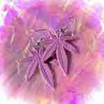 CannaBabe Pink Leaf Earrings